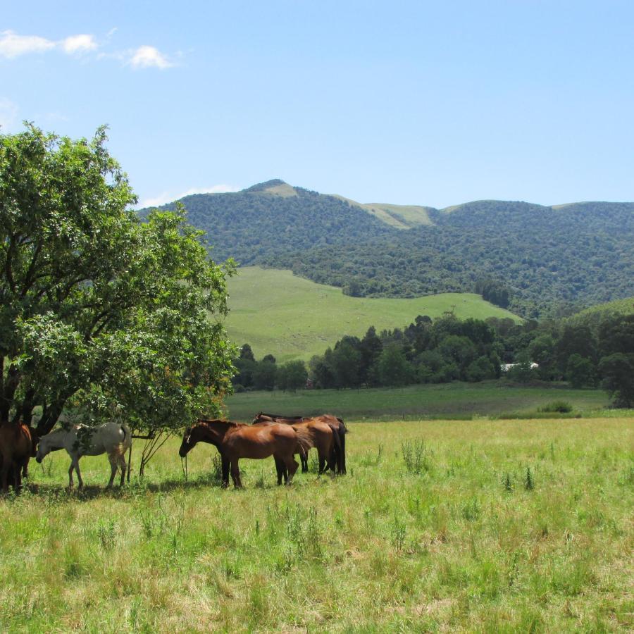 Old Pine Cabin Karkloof Yarrow Buitenkant foto